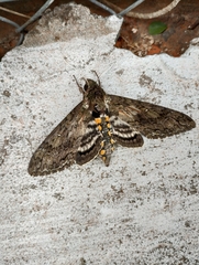 Manduca paphus