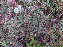 Indigofera nigromontana