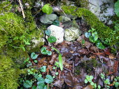 Galanthus alpinus