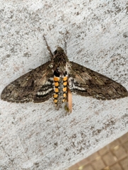 Manduca paphus