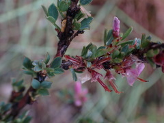 Indigofera nigromontana