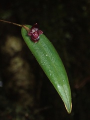 Pleurothallis lacera