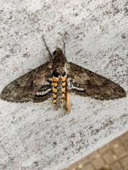 Manduca paphus