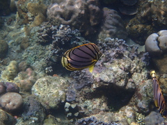 Chaetodon meyeri