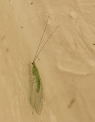 Ceraeochrysa lineaticornis