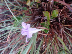 Ruellia pilosa
