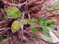 Ruellia pilosa