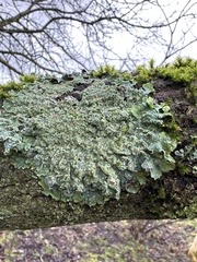 Punctelia subrudecta
