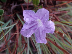 Ruellia pilosa