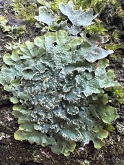 Punctelia subrudecta
