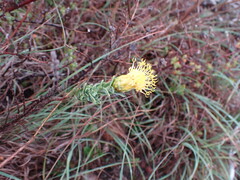 Pegolettia retrofracta