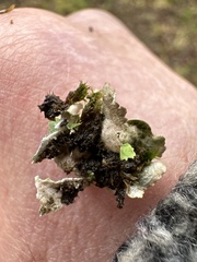 Punctelia subrudecta