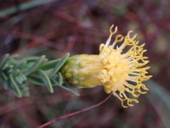 Pegolettia retrofracta