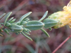 Pegolettia retrofracta
