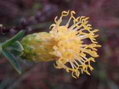 Pegolettia retrofracta