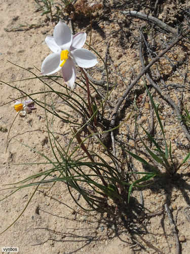 Lady's hand (Cyanella alba)