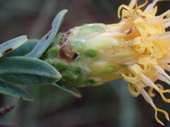 Pegolettia retrofracta