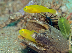 Lubricogobius exiguus