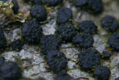 Jackrogersella cohaerens