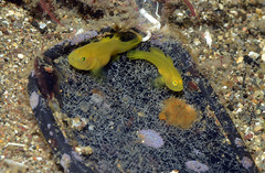 Lubricogobius exiguus
