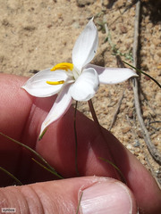 Cyanella alba alba