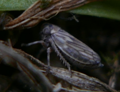 Agalliini