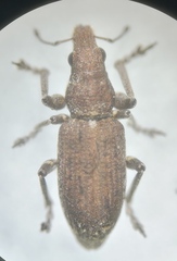 Charagmus griseus