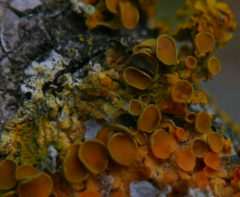 Xanthoriicola physciae