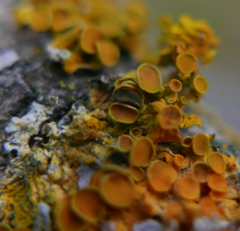 Xanthoriicola physciae