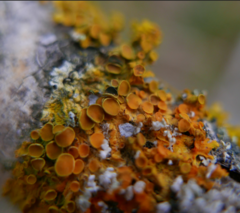 Xanthoriicola physciae