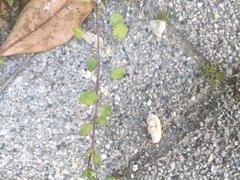 Muehlenbeckia complexa