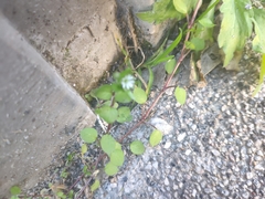 Muehlenbeckia complexa