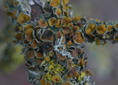 Xanthoriicola physciae