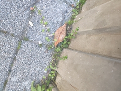 Muehlenbeckia complexa