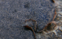 Biscogniauxia nummularia