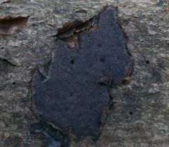 Biscogniauxia nummularia