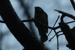 Cyanistes caeruleus