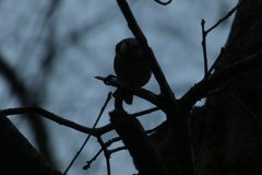 Cyanistes caeruleus