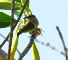 Cinnyris bifasciatus