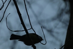 Cyanistes caeruleus