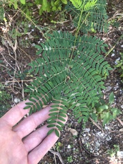 Mimoseae