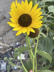 Helianthus annuus