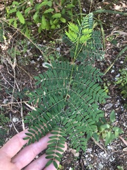 Mimoseae