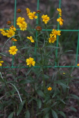 Coreopsis grandiflora
