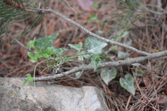 Erysiphe pseudolonicerae