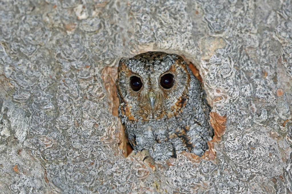 Flammulated Owl