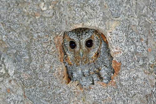 Psiloscops flammeolus