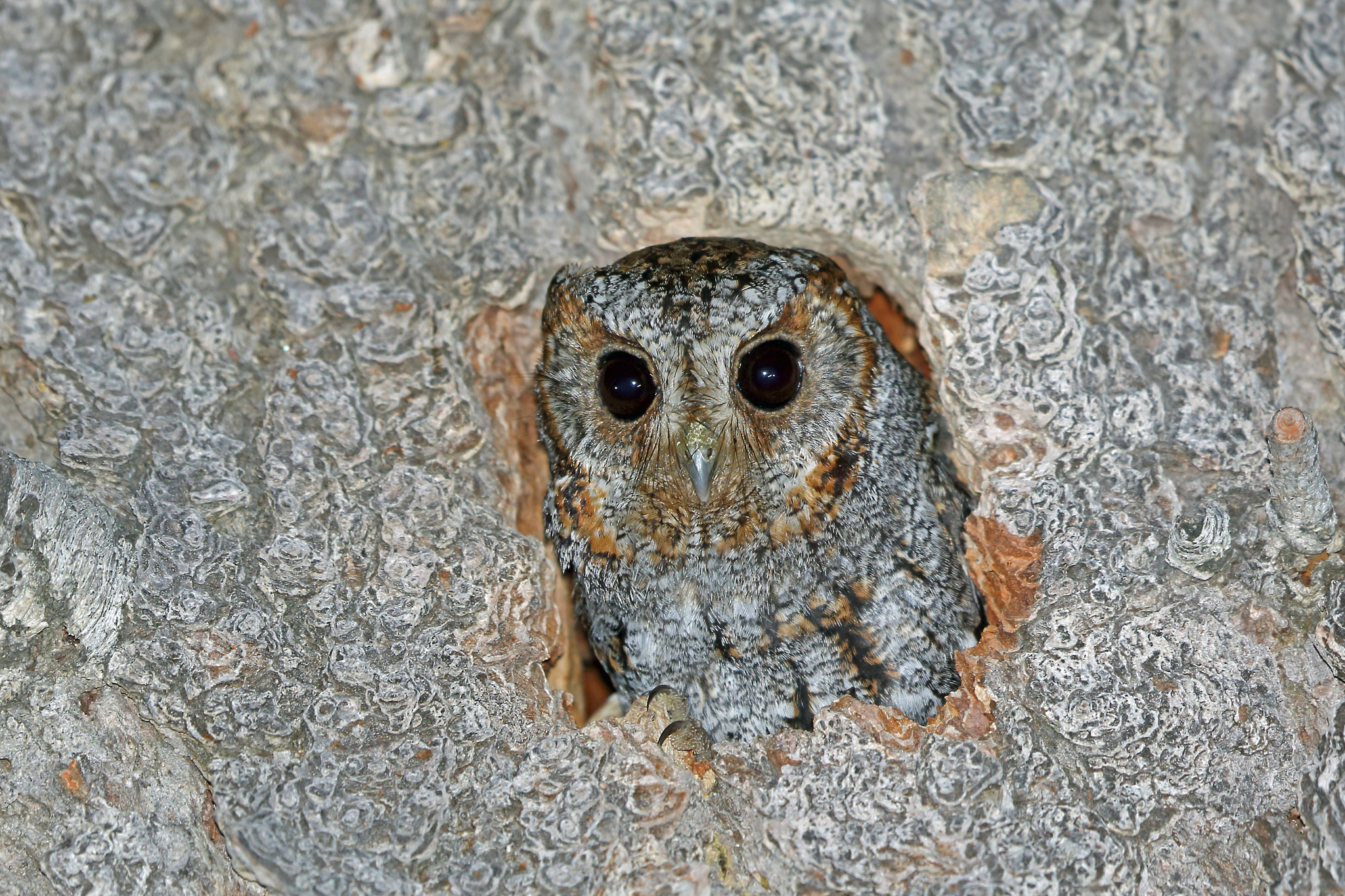 Flammulated Owl illustration