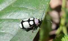 Omophoita octoguttata