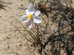 Cyanella alba alba